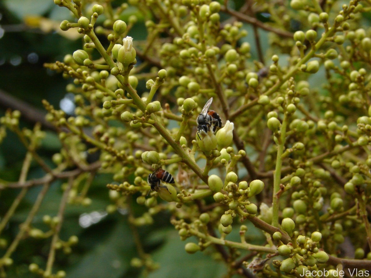 Sapindus emarginatus Vahl